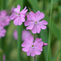 Wildflower Red Campion